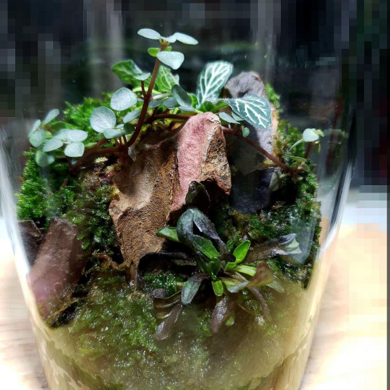 微景觀療癒生態瓶桃園市企劃從業人員職業工會