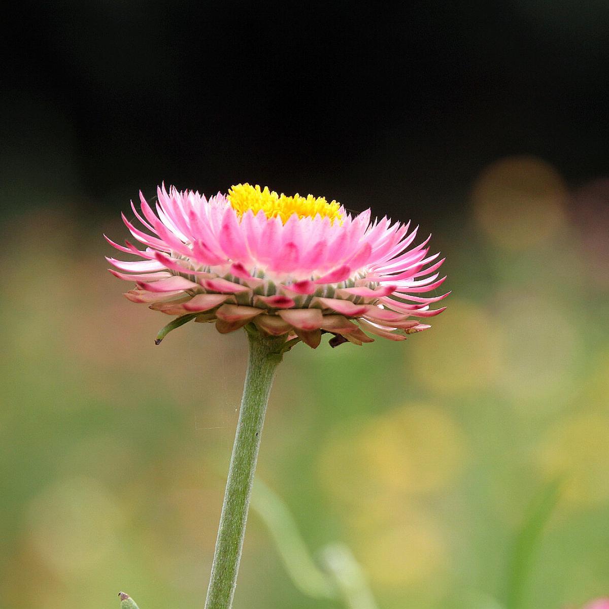 20180415青林農場麥桿菊