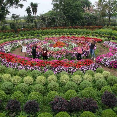 2024年4月繡球花海漫遊