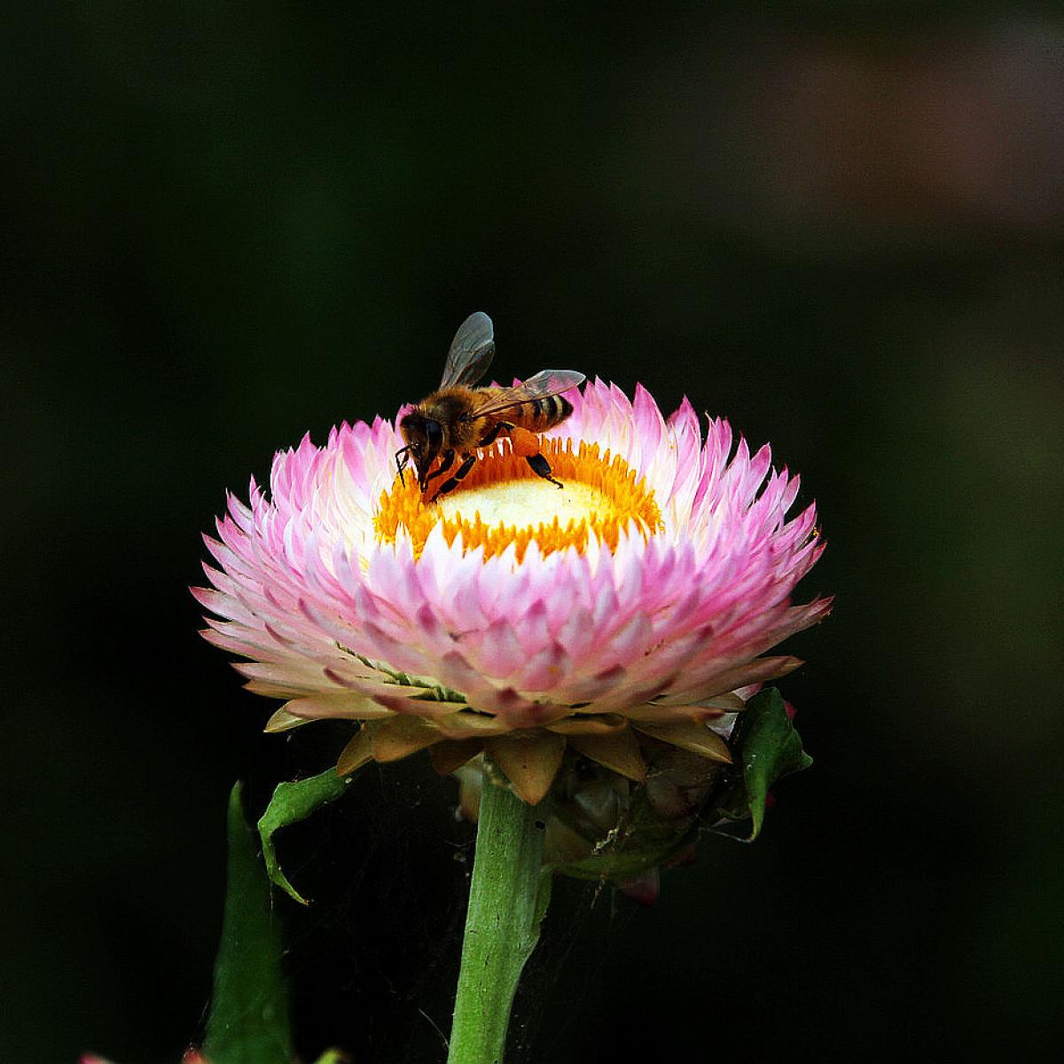 20180429農場賞花