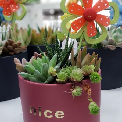 2021年11月多肉植物[線上課程]