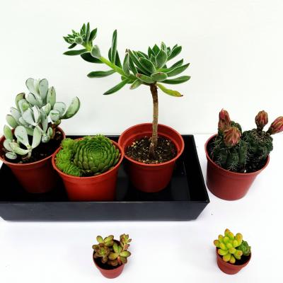 多肉植物種植