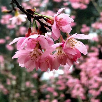 2025年2月九族賞櫻財木迎春富貴旅