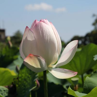 2024年7月荷你相約賞蓮趣