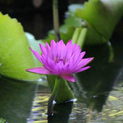 2024年7月荷你相約賞蓮趣