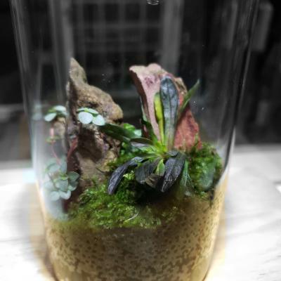 微景觀療癒生態瓶桃園市企劃從業人員職業工會