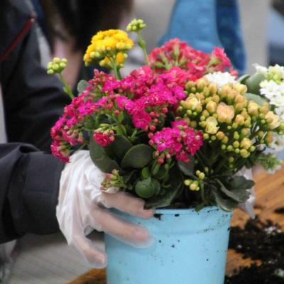 2024年2月新春盆花長壽花