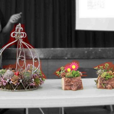 2025年3月多肉植物的魔法